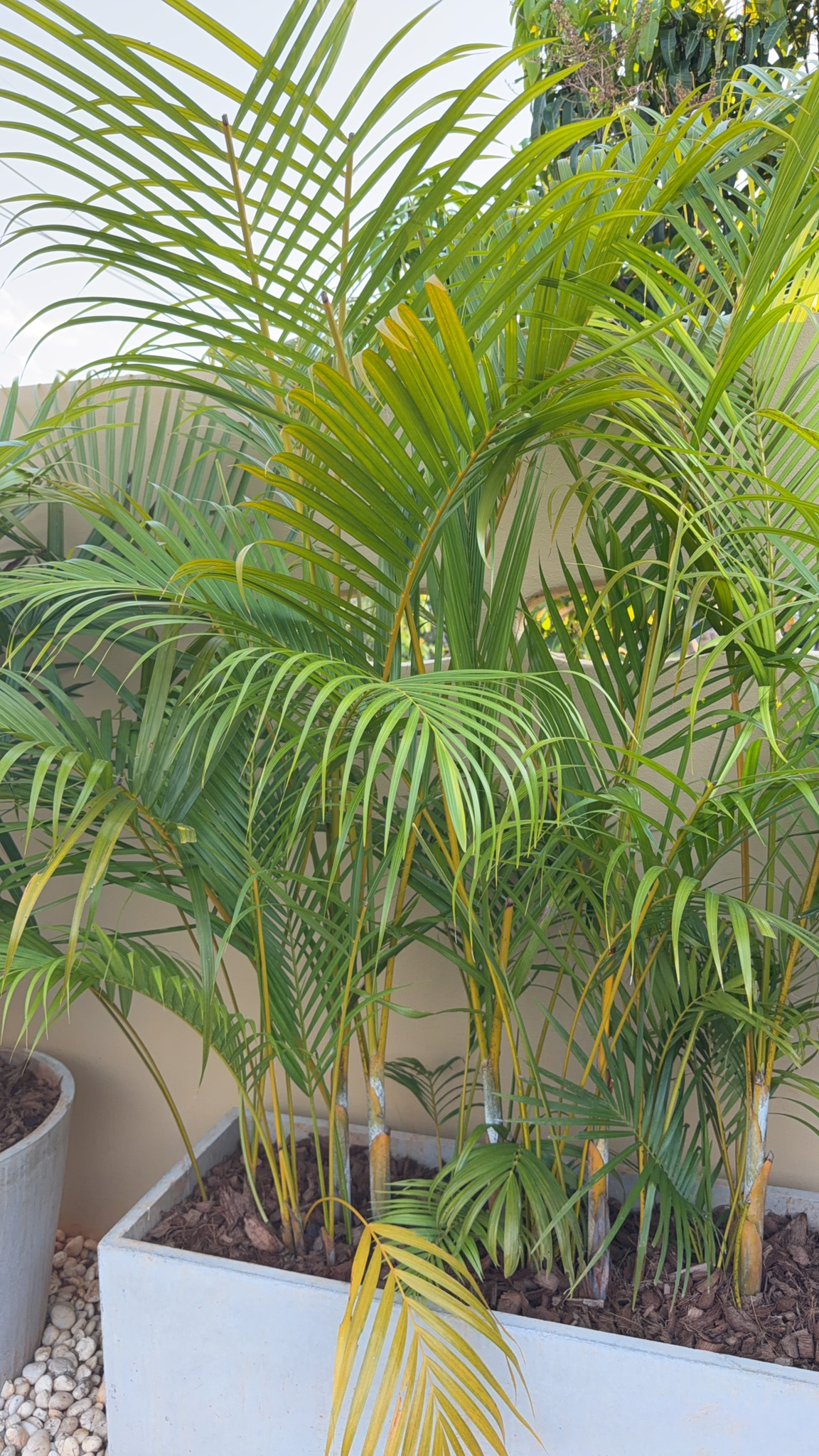 Imagem de palmeira-areca