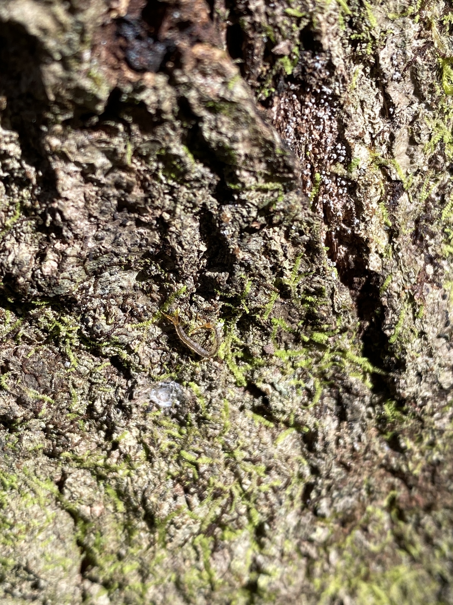 Cryptops floridanus Chamberlin, 1925