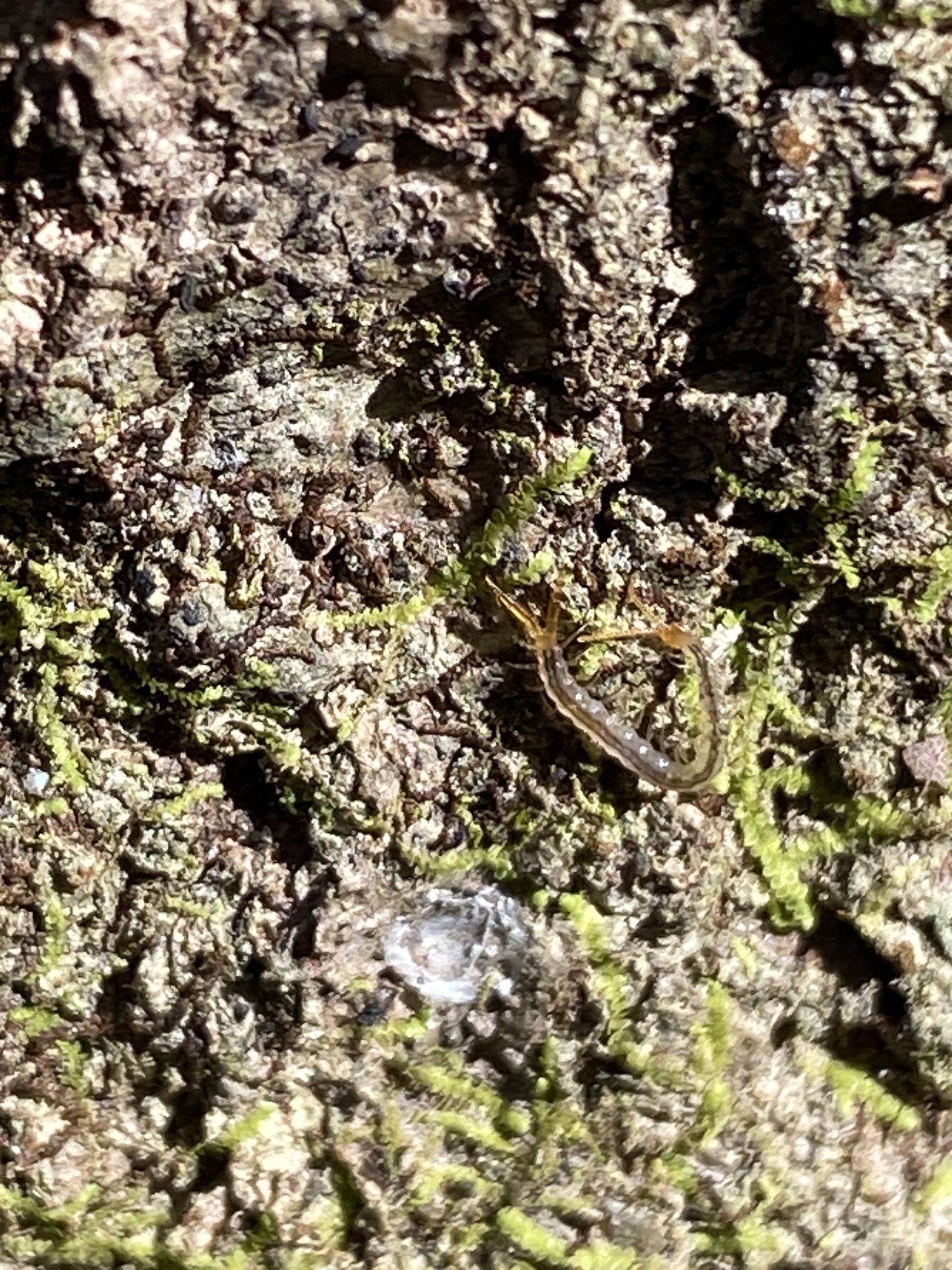 Cryptops floridanus Chamberlin, 1925