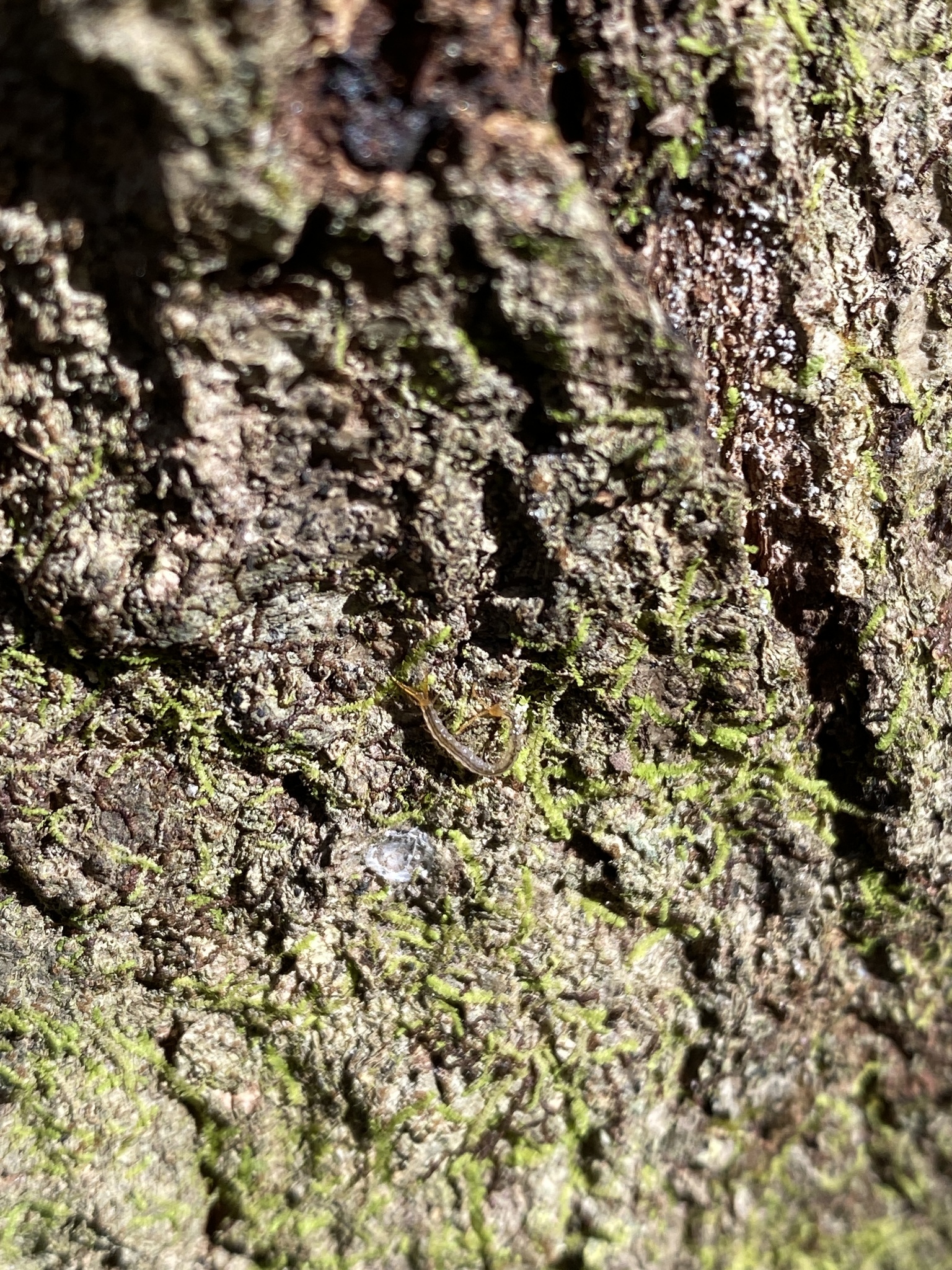 Cryptops floridanus Chamberlin, 1925