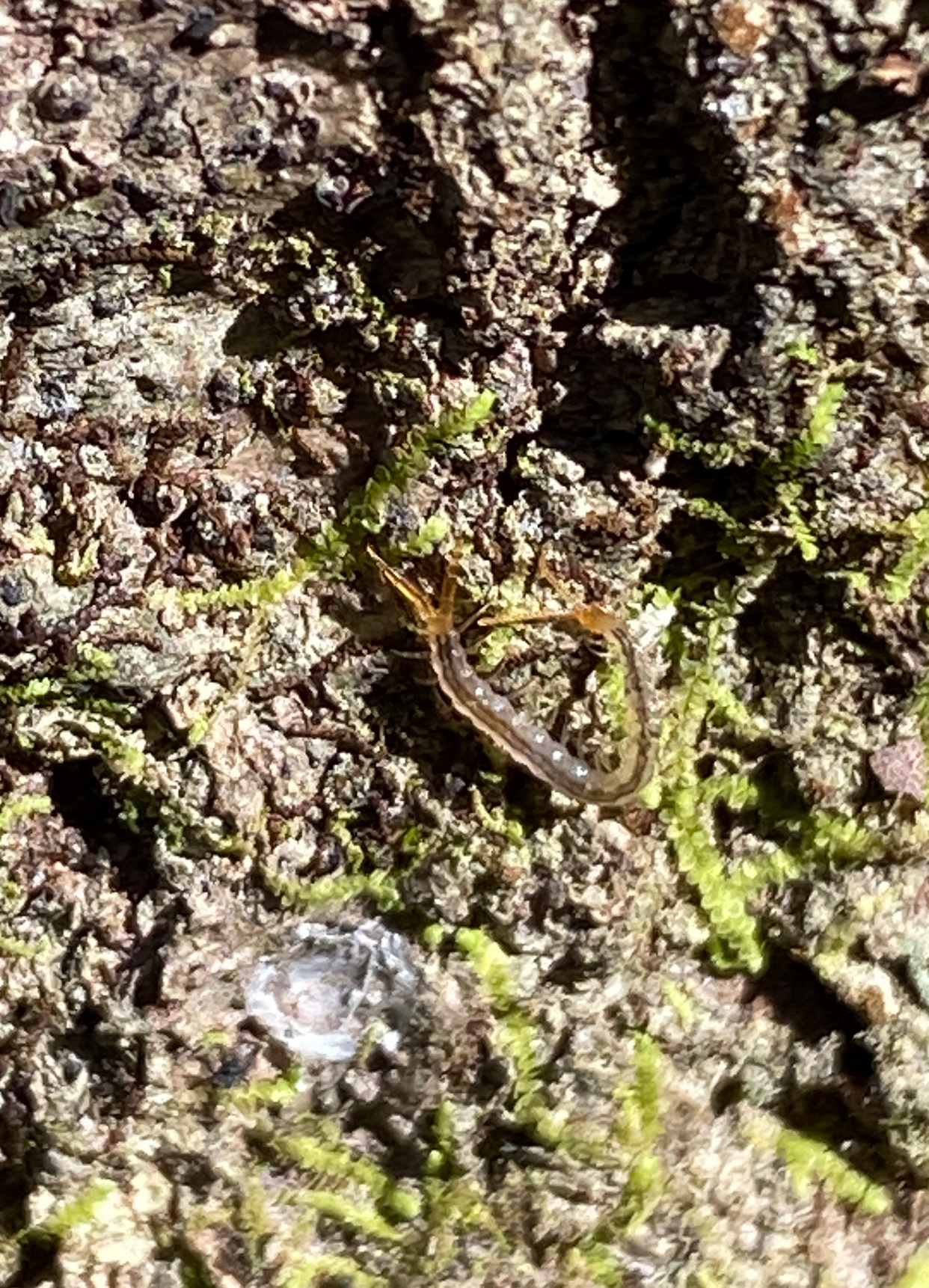 Cryptops floridanus Chamberlin, 1925