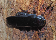 Panesthiinae