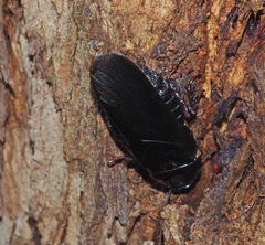 Panesthiinae