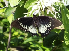 Papilio menatius victorinus