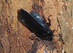 Panesthiinae