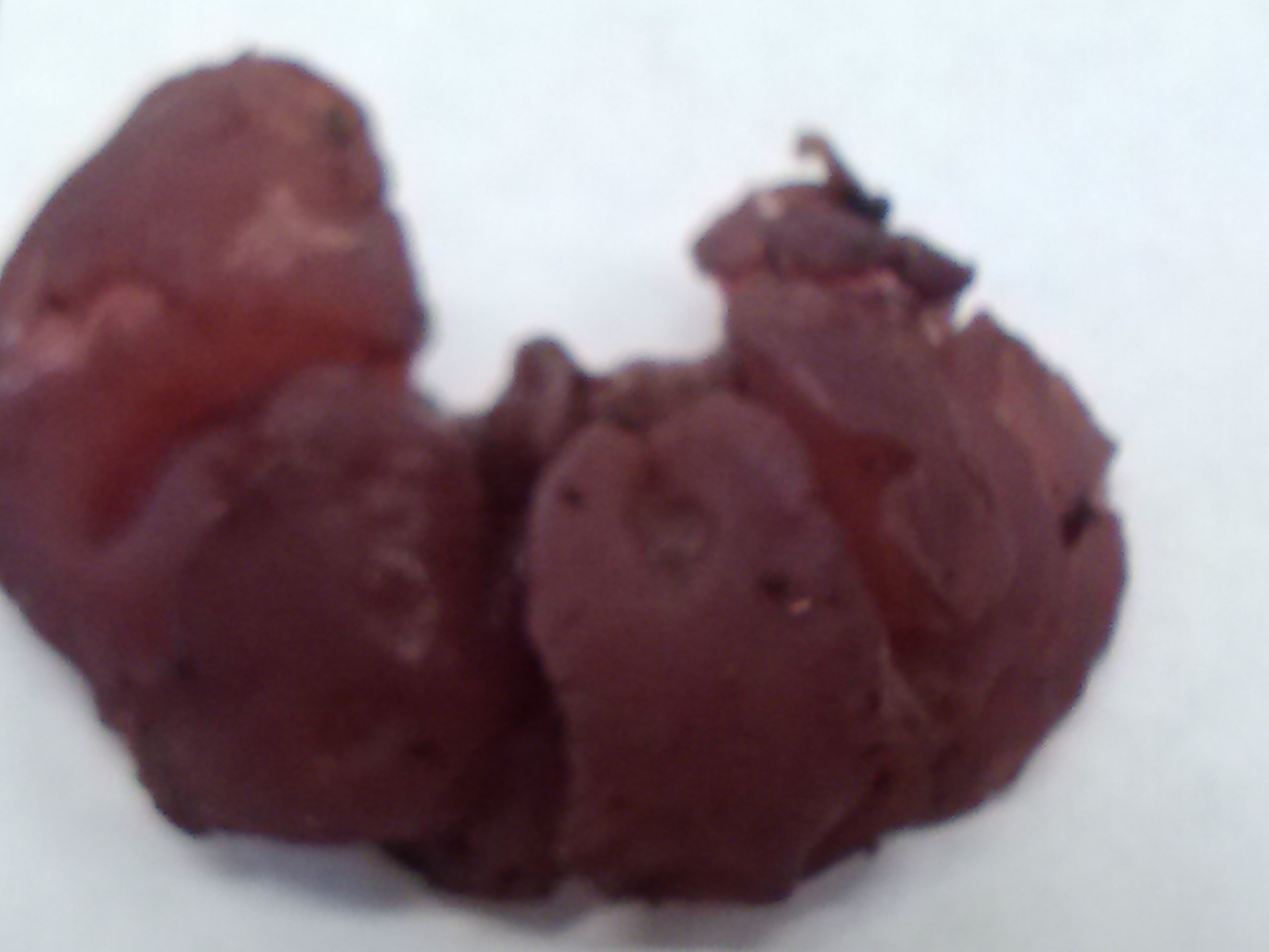 Ascocoryne sarcoides image
