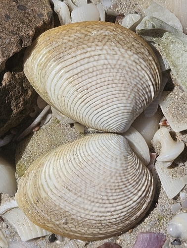 Sand cockle