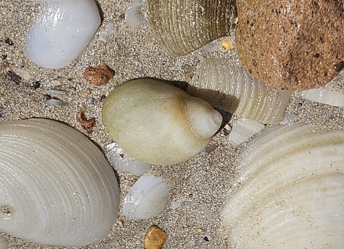 Conical Moon Snail