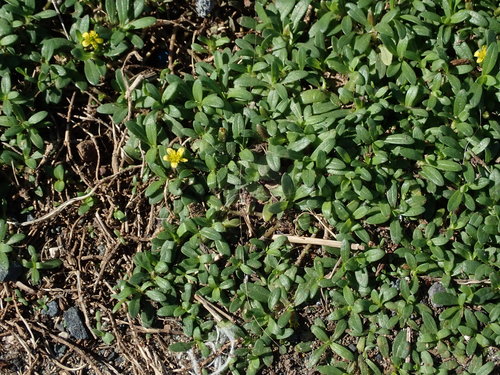 Image of Pectis humifusa by (c) Daniel Cahen, some rights reserved (CC BY)