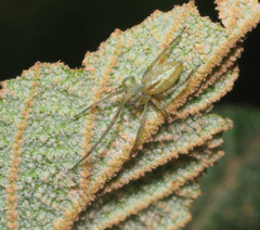 Cheiracanthium gracile