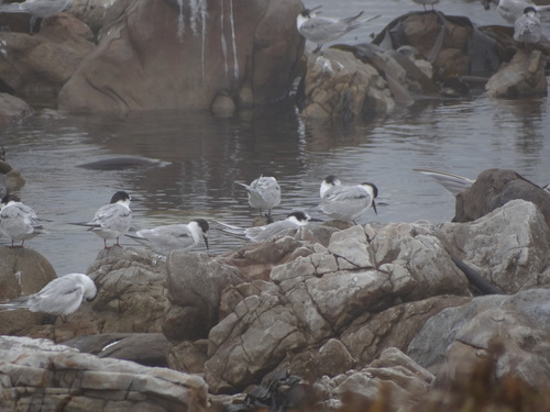Common Tern observed by fynbos_adventures