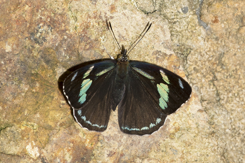 Perisama canoma