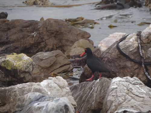 iNaturalist: (c) fynbos_adventures, some rights reserved (CC BY-NC), uploaded by fynbos_adventures iNaturalist image