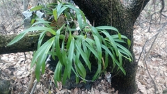 Prosthechea squalida