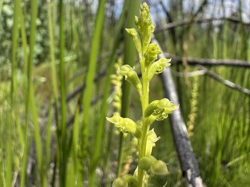 Microtis rara, 2026-01-12