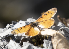 Altinote eresia eresina