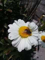 Eristalis bogotensis