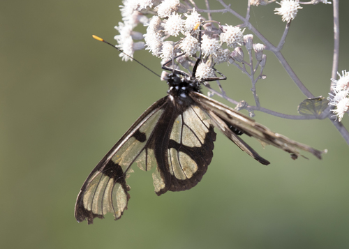Methona maxima