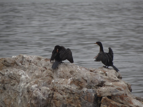 iNaturalist: (c) fynbos_adventures, some rights reserved (CC BY-NC), uploaded by fynbos_adventures iNaturalist image