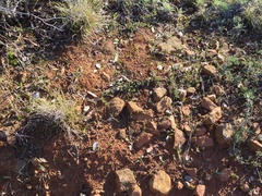 Chlorogalum grandiflorum