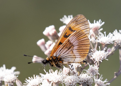 Altinote eresia eresina