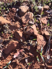 Chlorogalum grandiflorum