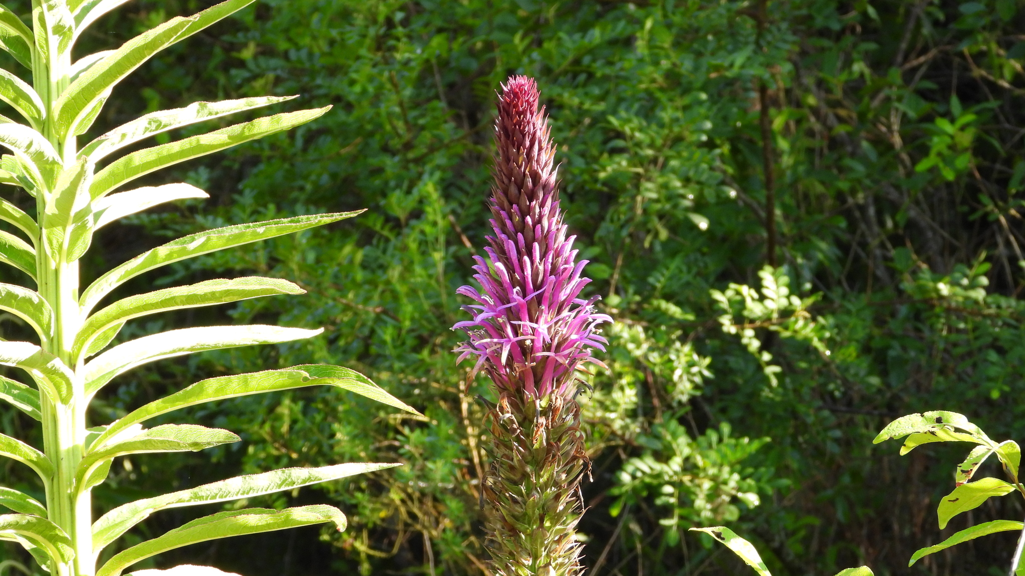 Lobelia organensis