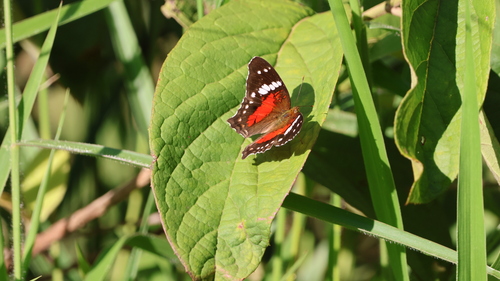 Red Peacock
