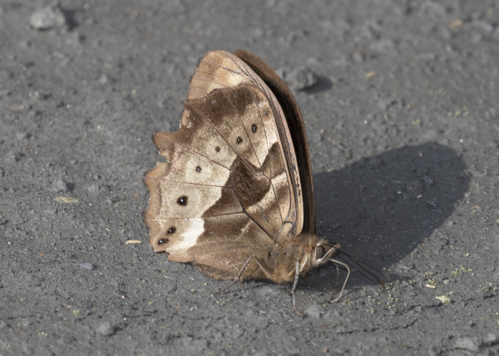 Pronophila cordillera