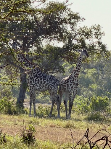 Masai Giraffe