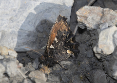 Steremnia monachella