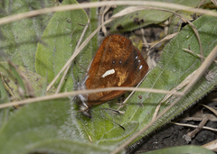 Lymanopoda ferruginosa