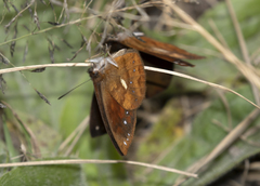 Lymanopoda ferruginosa