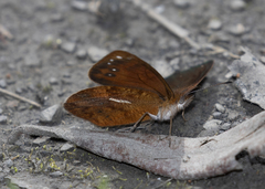 Lymanopoda ferruginosa