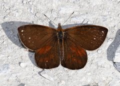 Lymanopoda ferruginosa