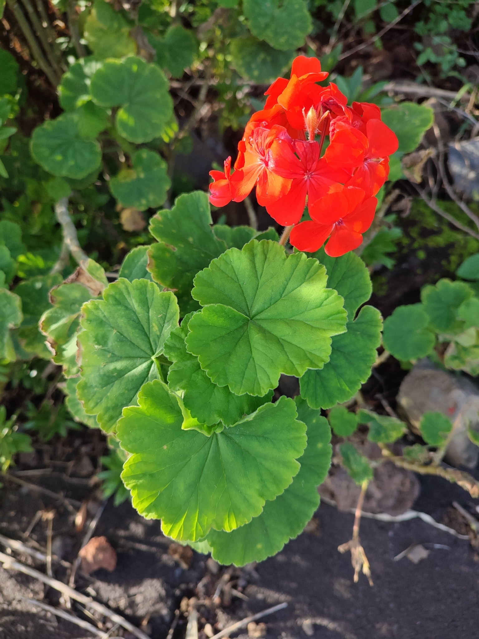 Imagem de Malva cheirosa