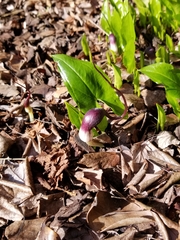 Arisarum proboscideum