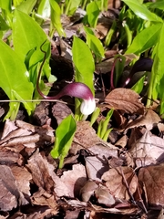 Arisarum proboscideum