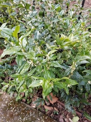 Sarcococca confusa