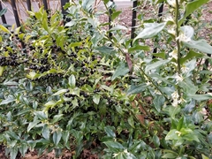 Sarcococca confusa