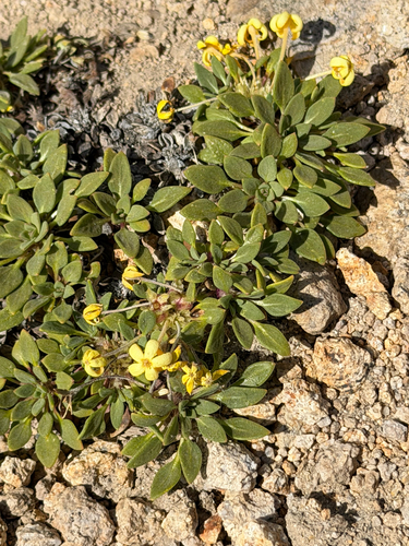 Oreopolus glacialis, photograph 6