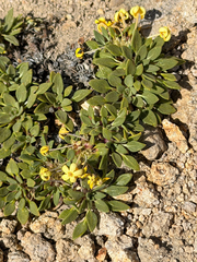 Oreopolus glacialis, photograph (c) Cody Hinchliff, some rights reserved (CC BY)