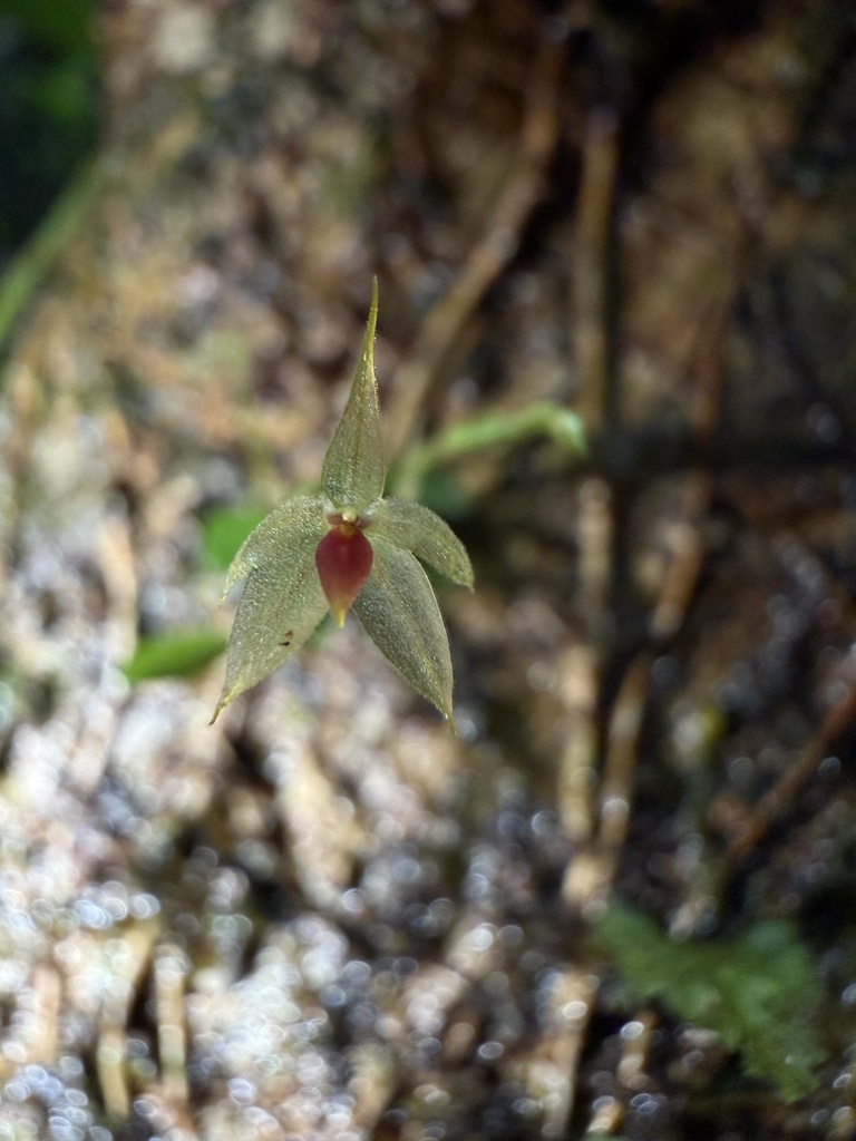 Platystele caudatisepala