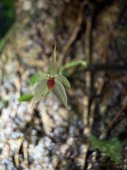 Platystele caudatisepala
