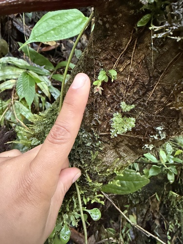 Platystele caudatisepala, photograph 2
