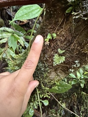 author not stated, no rights reserved Platystele caudatisepala, photograph author not stated, no rights reserved