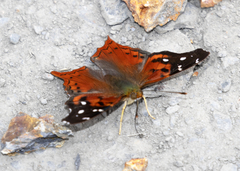 Hypanartia cinderella