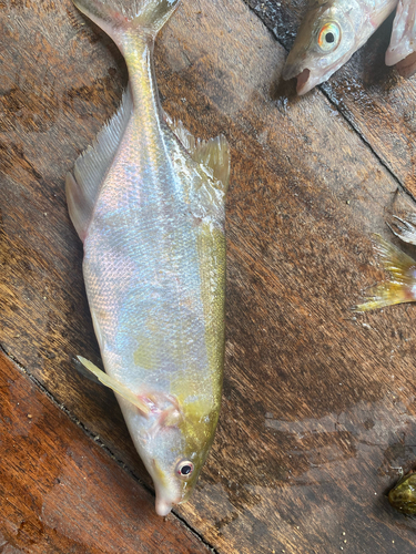 Stanley's snoutfish (Marcusenius stanleyanus) — Mormyridae