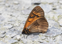 Altinote eresia eresina