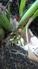 Prosthechea squalida